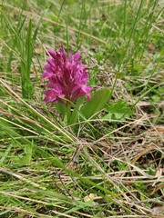 Dactylorhiza sambucina