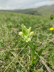 Dactylorhiza sambucina