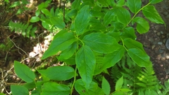 Vaccinium erythrocarpum