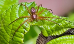 Philodromus marxi
