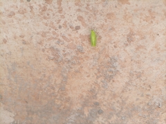 Orthoptera