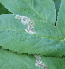 Phytomyza angelicastri