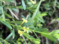 Pimelea curviflora