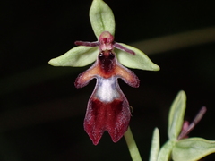 Ophrys insectifera
