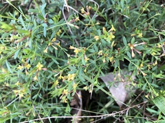 Pimelea curviflora