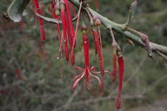 Tristerix longibracteatus