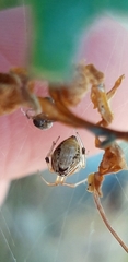 Parasteatoda lunata
