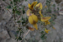 Crotalaria micans