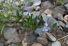 Viola pumila
