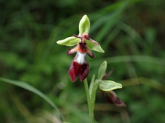 Ophrys insectifera