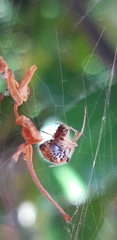 Parasteatoda lunata