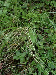 Ophrys insectifera