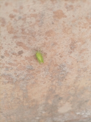 Orthoptera