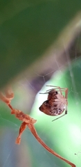 Parasteatoda lunata