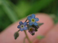 Myosotis arvensis