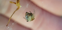 Parasteatoda lunata