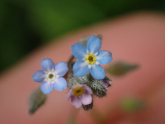 Myosotis arvensis