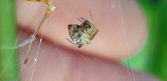 Parasteatoda lunata