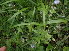 Myosotis arvensis