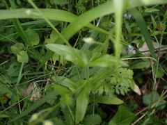 Myosotis arvensis