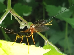 Coleocentrus excitator