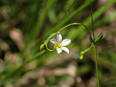 Linum catharticum