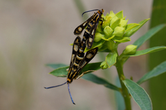 Chamaesphecia tenthrediniformis