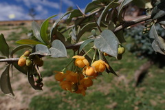 Berberis lutea