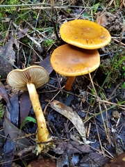 Cortinarius abnormis