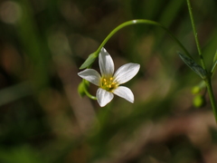 Linum catharticum
