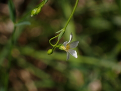 Linum catharticum
