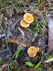 Cortinarius abnormis