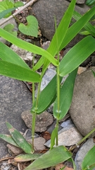 Dichanthelium microcarpon