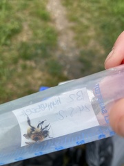 Bombus muscorum