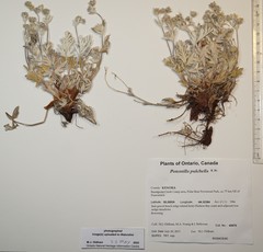 Potentilla pulchella