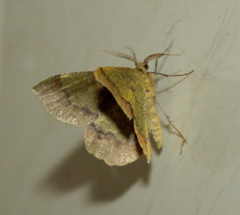 Lhommeia aediphlebia