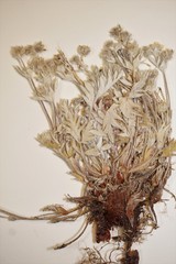 Potentilla pulchella