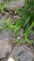 Dichanthelium microcarpon