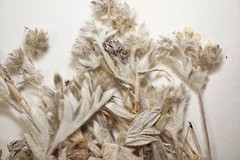 Potentilla pulchella