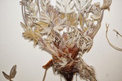 Potentilla pulchella