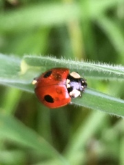 Adalia bipunctata