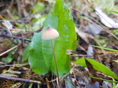 Mycena cystidiosa