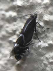 Glyphipterix simpliciella