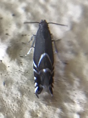 Glyphipterix simpliciella