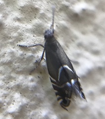 Glyphipterix simpliciella