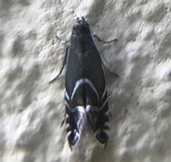 Glyphipterix simpliciella