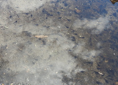 Bufotes viridis viridis