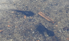 Bufotes viridis viridis