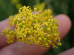 Galium verum