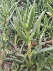 Carpobrotus edulis